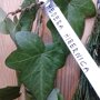 Hedera hibernica, van dichtbij